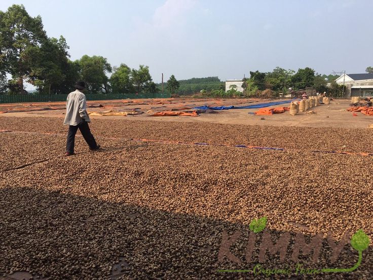 Sun Dyring Cashew Yard Kimmy Farm Binh Phuoc Vietnam