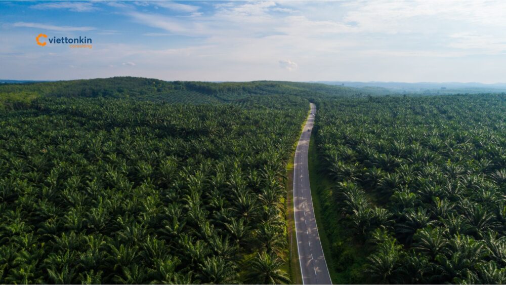 indonesia palm oil